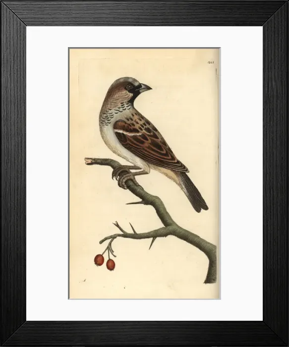 Framed Print : House sparrow, Passer domestica Framed Print : House sparrow, Passer domestica