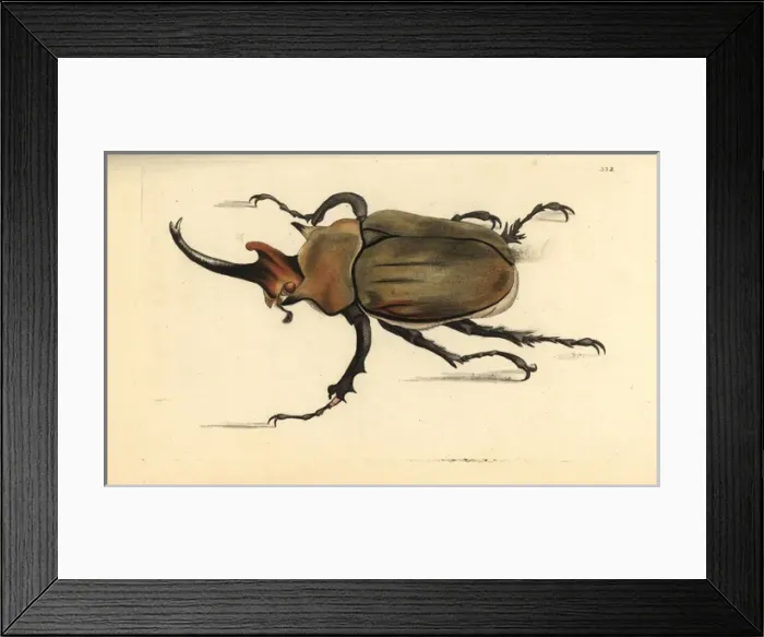 Framed Print : Dung beetle, Megasoma elephas Framed Print : Dung beetle, Megasoma elephas