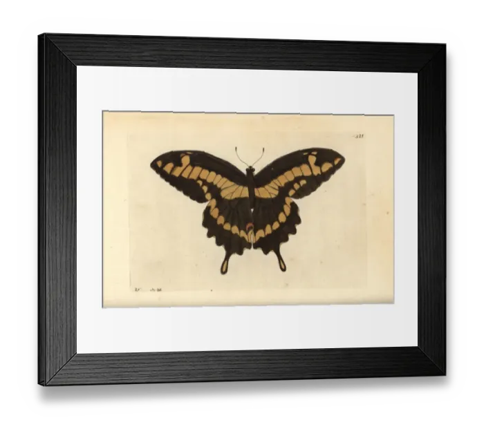 Framed Print : King swallowtail butterfly, Papilio thoas Framed Print : King swallowtail butterfly, Papilio thoas