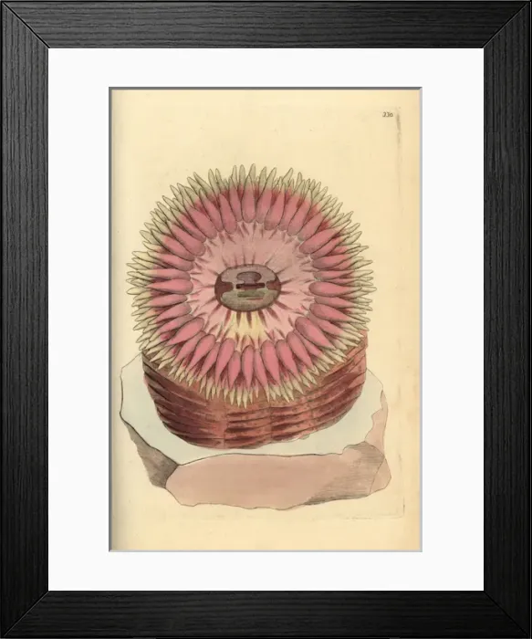 Framed Print : Christmas or sea anemone, Urticina crassicornis Framed Print : Christmas or sea anemone, Urticina crassicornis