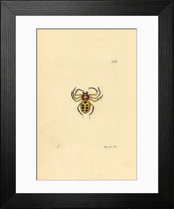 Framed Print : Golden spider, Aranea nobilis, Sumatra Framed Print : Golden spider, Aranea nobilis, Sumatra