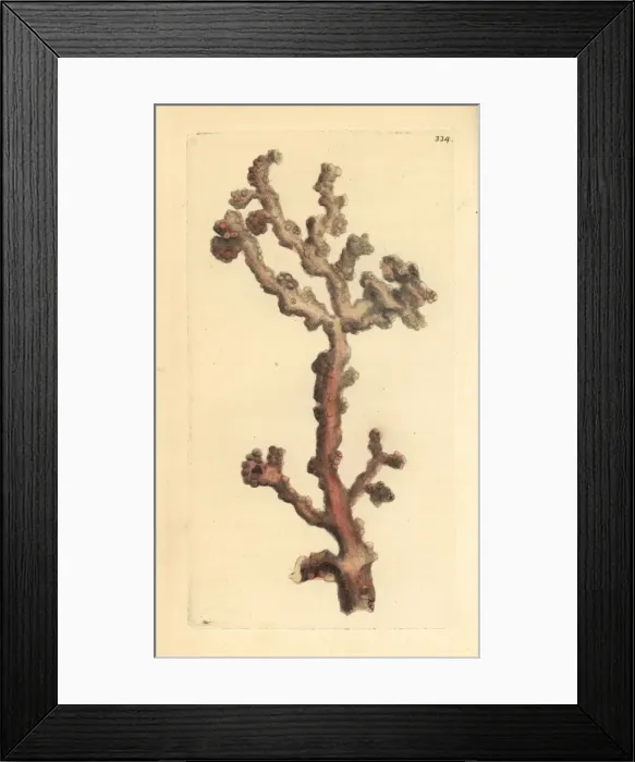 Framed Print : Bubblegum coral, Paragorgia arborea Framed Print : Bubblegum coral, Paragorgia arborea