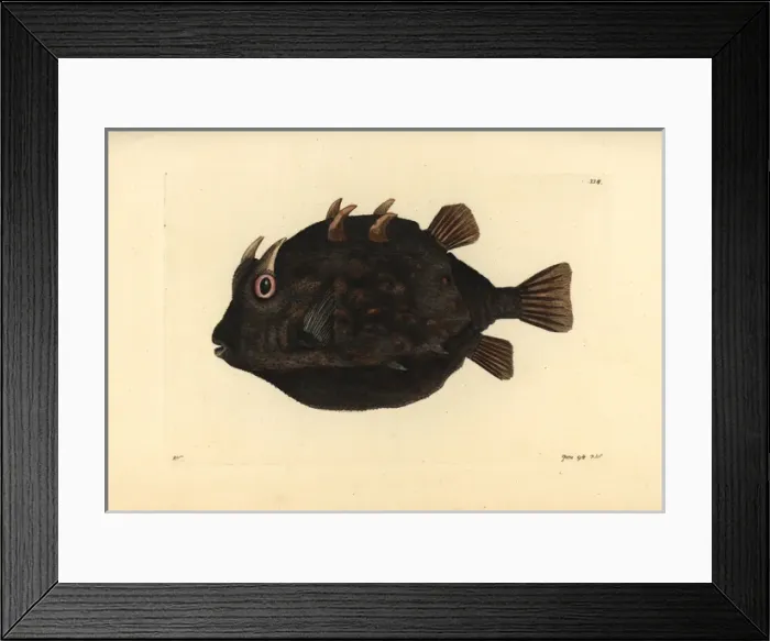 Framed Print : Striped cowfish, Aracana aurita Framed Print : Striped cowfish, Aracana aurita
