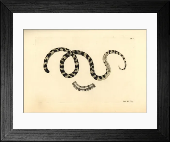 Framed Print : Liophis poecilogyrus snake Framed Print : Liophis poecilogyrus snake