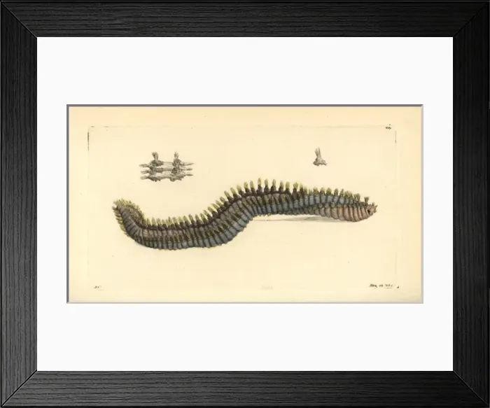 Framed Print : Rostrated terebella sea worm, Terebella rostrata Framed Print : Rostrated terebella sea worm, Terebella rostrata