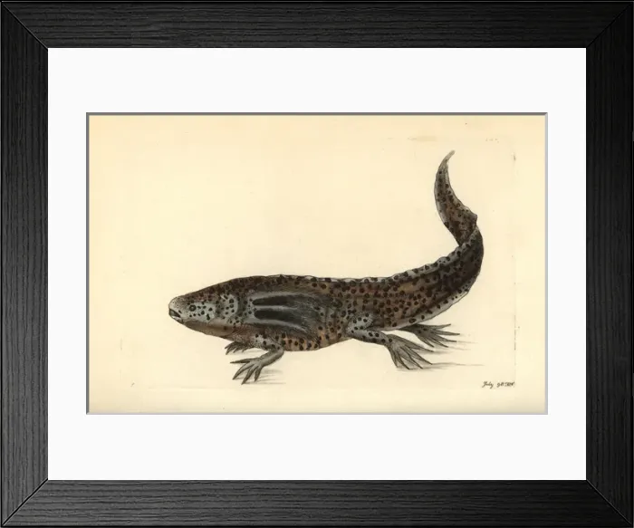 Framed Print : Mole salamander or wooper looper, Ambystoma Framed Print : Mole salamander or wooper looper, Ambystoma