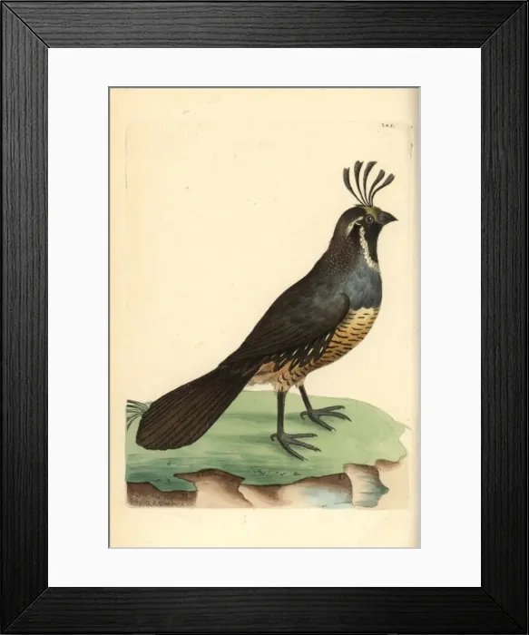 Framed Print : California quail, Callipepla californica Framed Print : California quail, Callipepla californica