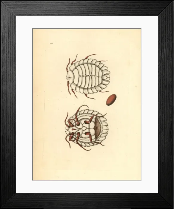 Framed Print : Alpine ensign scale, Arctorthezia cataphracta Framed Print : Alpine ensign scale, Arctorthezia cataphracta