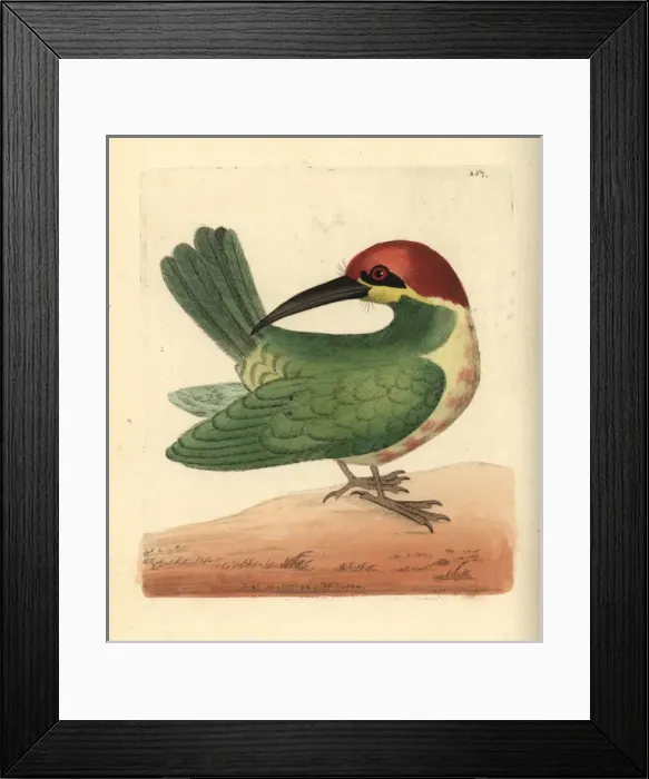 Framed Print : Bay-headed bee-eater, Merops leschenaulti Framed Print : Bay-headed bee-eater, Merops leschenaulti