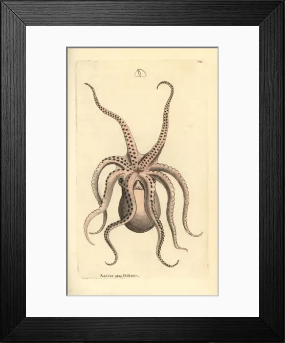 Framed Print : Horned octopus, Eledone cirrhosa Framed Print : Horned octopus, Eledone cirrhosa
