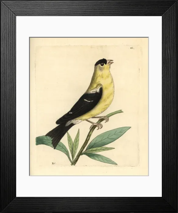 Framed Print : American goldfinch, Carduelis tristis Framed Print : American goldfinch, Carduelis tristis
