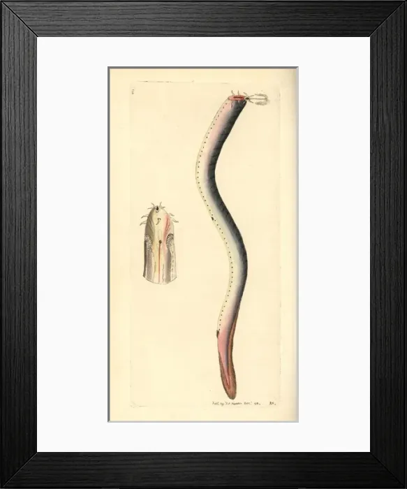 Framed Print : Hagfish, Myxine glutinosa Framed Print : Hagfish, Myxine glutinosa
