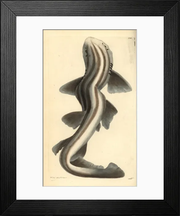 Framed Print : Pyjama shark, Poroderma africanum Near threatened Framed Print : Pyjama shark, Poroderma africanum Near threatened