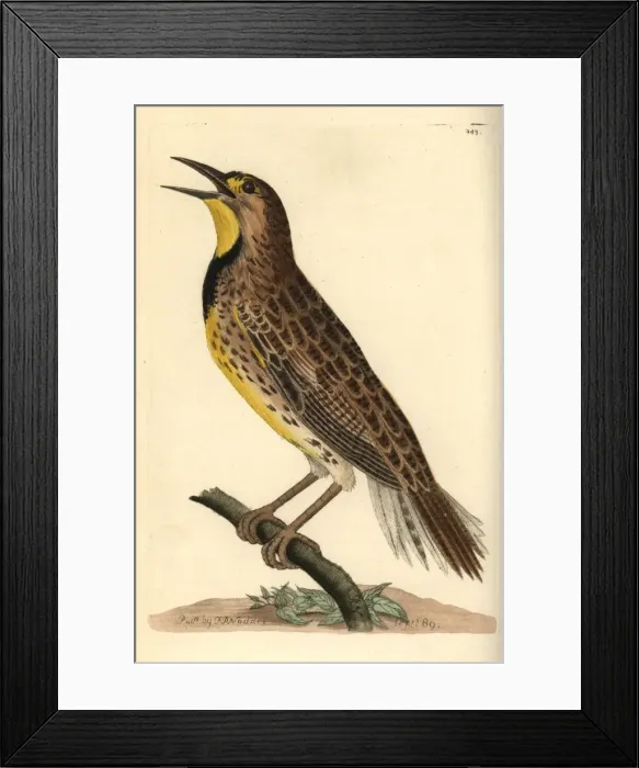 Framed Print : Eastern meadowlark, Sturnella magna Framed Print : Eastern meadowlark, Sturnella magna