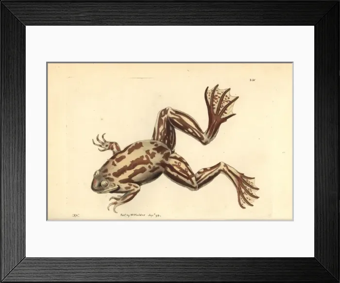Framed Print : Paradoxical frog, Pseudis paradoxa, adult stage Framed Print : Paradoxical frog, Pseudis paradoxa, adult stage