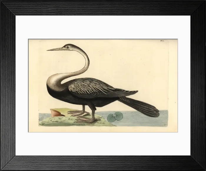 Framed Print : Indian darter, Anhinga melanogaster Near threatened Framed Print : Indian darter, Anhinga melanogaster Near threatened