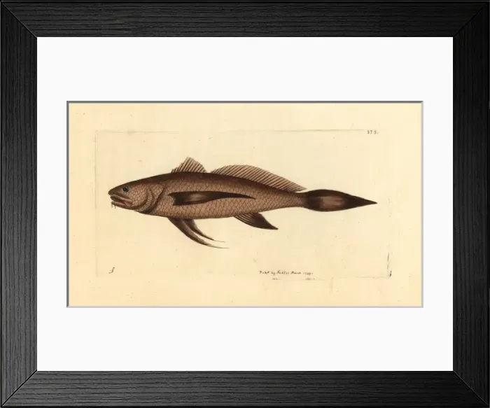 Framed Print : Longtail croaker fish, Lonchurus lanceolatus Framed Print : Longtail croaker fish, Lonchurus lanceolatus