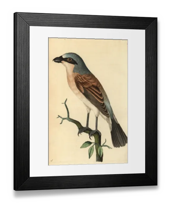 Framed Print : Red-backed shrike, Lanius collurio Framed Print : Red-backed shrike, Lanius collurio