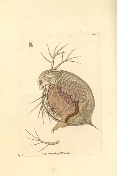 Water flea, Daphnia pulex