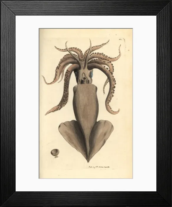 Framed Print : Squid, Loligo vulgaris Framed Print : Squid, Loligo vulgaris