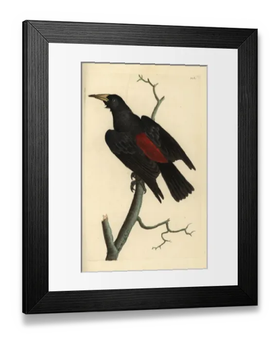 Framed Print : Red-rumped cacique, Cacicus haemorrhous Framed Print : Red-rumped cacique, Cacicus haemorrhous