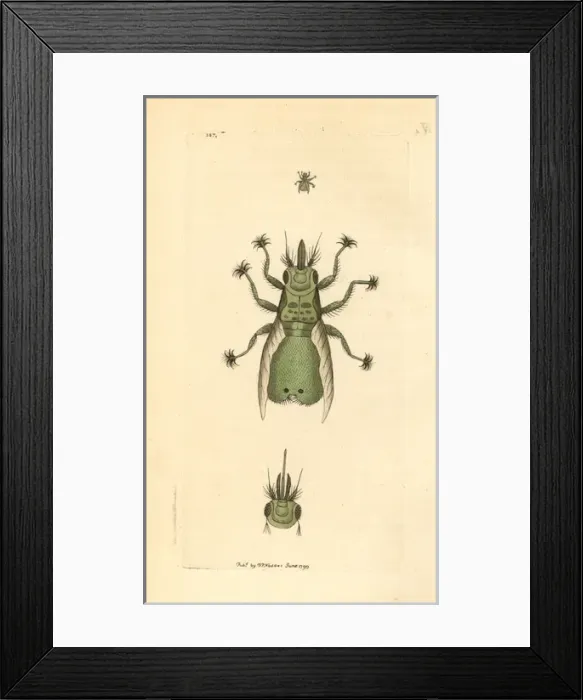 Framed Print : Lousefly, Craeterina hirundinis, a parasite of the swallow Framed Print : Lousefly, Craeterina hirundinis, a parasite of the swallow