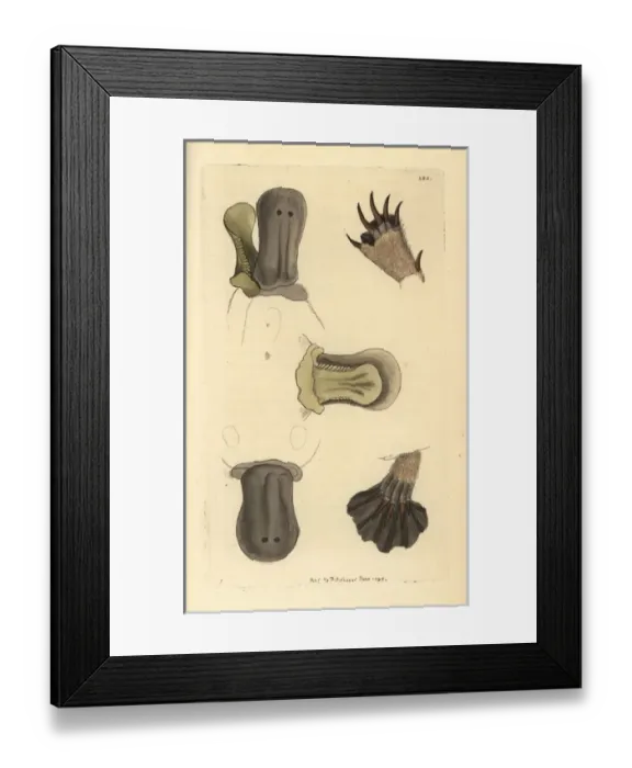 Framed Print : Duck-billed platypus, Ornithorhynchus anatinus Framed Print : Duck-billed platypus, Ornithorhynchus anatinus