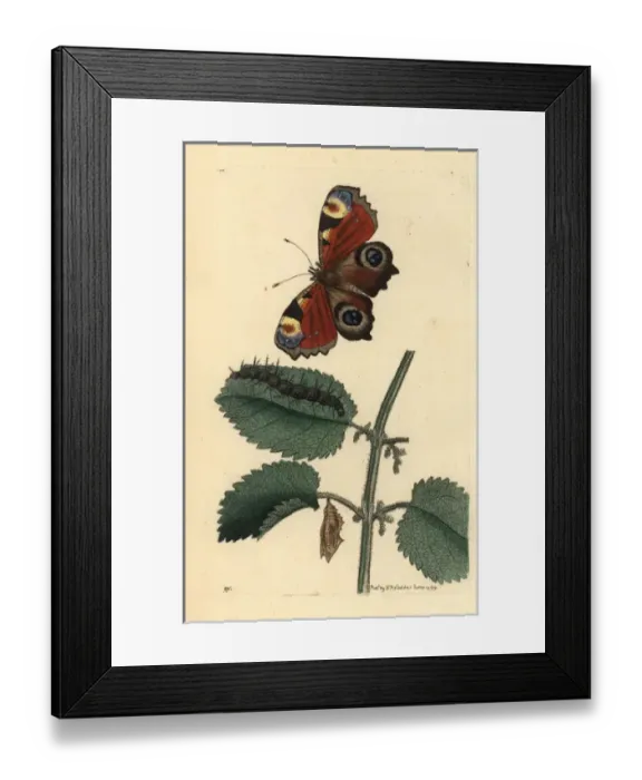 Framed Print : European peacock butterfly, Inachis io, caterpillar Framed Print : European peacock butterfly, Inachis io, caterpillar