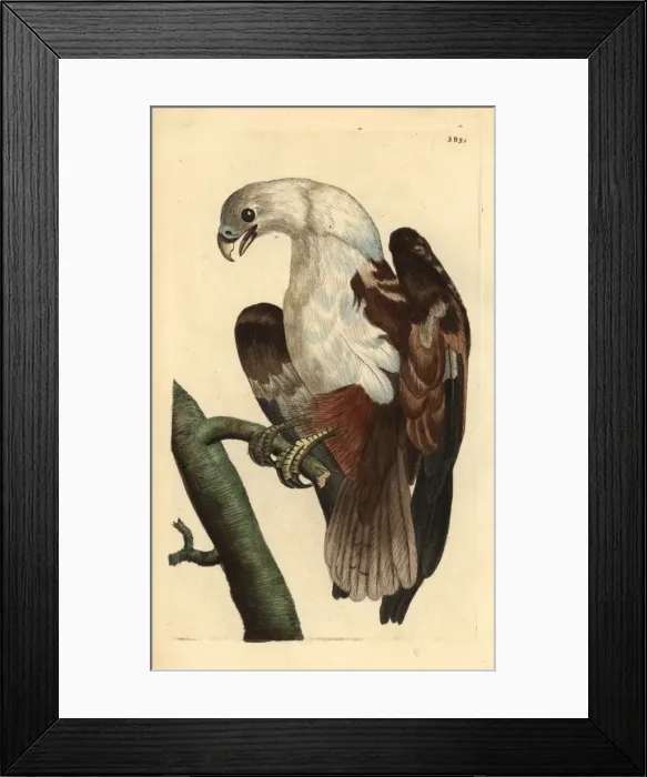 Framed Print : Brahminy kite or Coromandel eagle, Haliastur indus Framed Print : Brahminy kite or Coromandel eagle, Haliastur indus