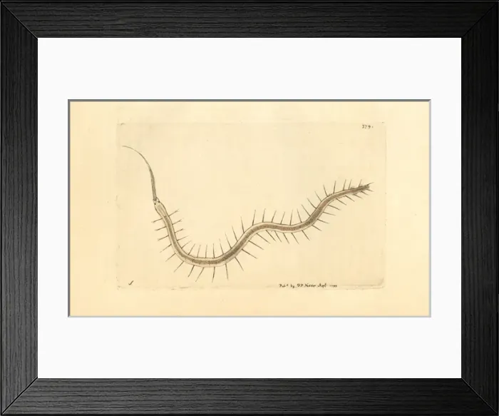 Framed Print : Rostrated nais, Nais proboscidea Framed Print : Rostrated nais, Nais proboscidea