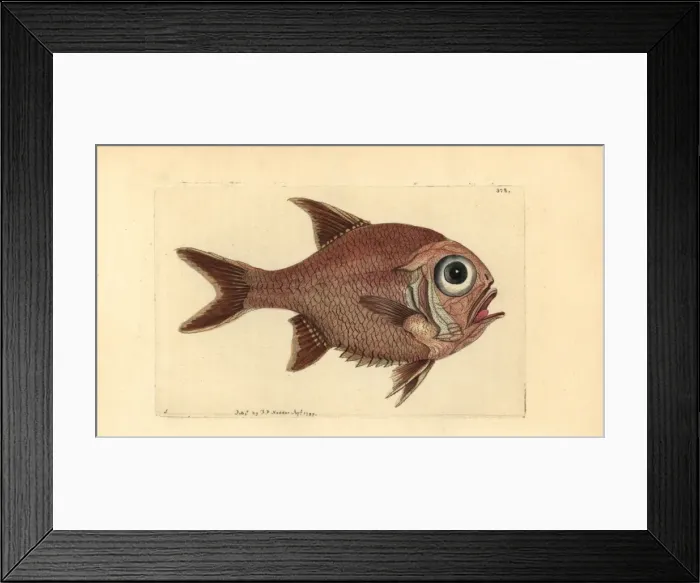 Framed Print : Southern roughly, Trachichthys australis Framed Print : Southern roughly, Trachichthys australis