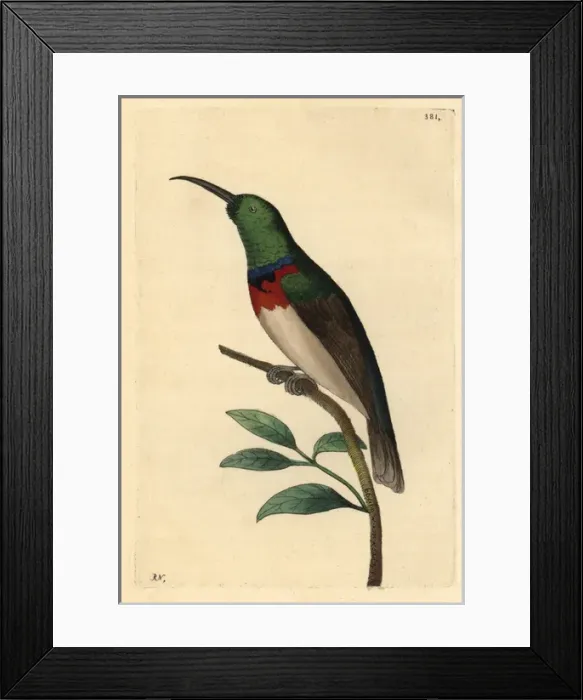 Framed Print : Southern double-collared sunbird, Cinnyris chalybeus Framed Print : Southern double-collared sunbird, Cinnyris chalybeus
