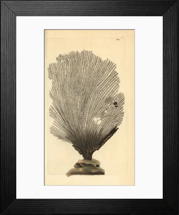 Framed Print : Fan sponge, Spongia flabelliformis Framed Print : Fan sponge, Spongia flabelliformis