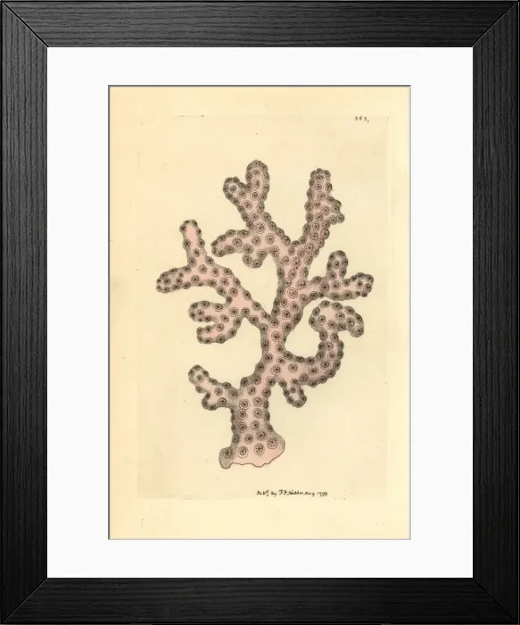 Framed Print : Rose lace coral, Stylaster roseus Framed Print : Rose lace coral, Stylaster roseus