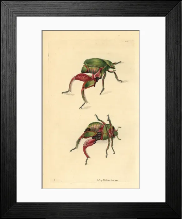 Framed Print : Kangaroo or frog beetle, Sagra papuana Framed Print : Kangaroo or frog beetle, Sagra papuana