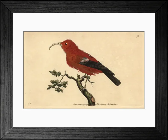 Framed Print : Scarlet Hawaiian honeycreeper, Vestiaria coccinea Vulnerable Framed Print : Scarlet Hawaiian honeycreeper, Vestiaria coccinea Vulnerable