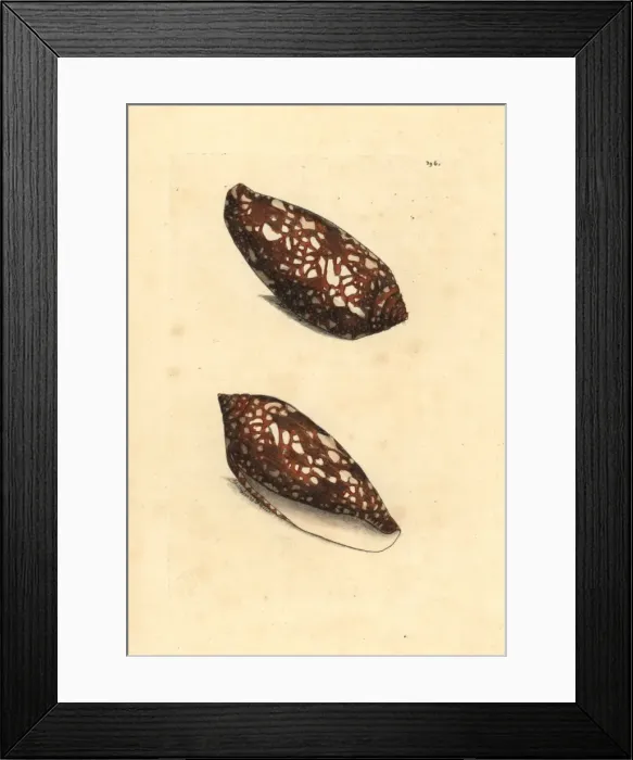 Framed Print : Sea snail, Conus aulicus Framed Print : Sea snail, Conus aulicus