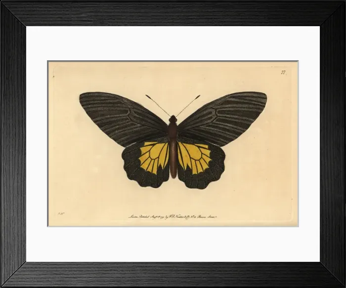 Framed Print : Common birdwing butterfly, Troides helena Framed Print : Common birdwing butterfly, Troides helena