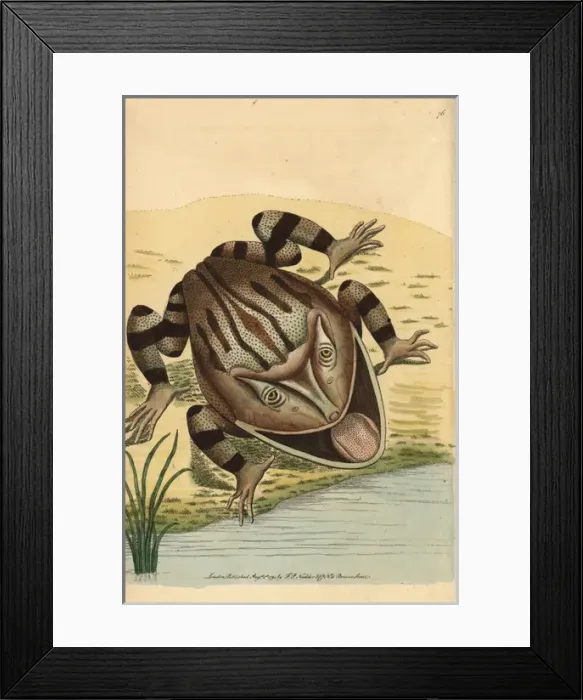 Framed Print : Horned frog, Ceratophrys cornuta Framed Print : Horned frog, Ceratophrys cornuta