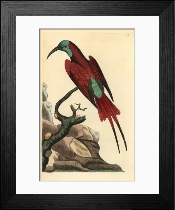 Framed Print : Blue-headed bee-eater, Merops muelleri Framed Print : Blue-headed bee-eater, Merops muelleri
