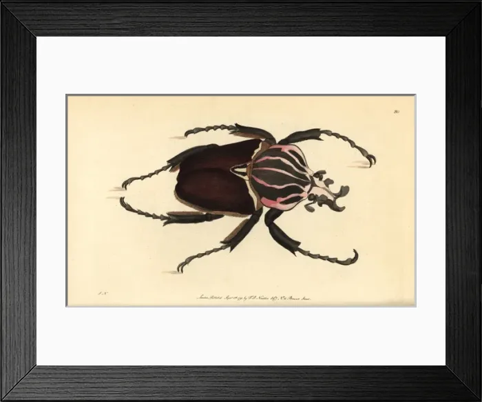 Framed Print : Goliath beetle, Goliathus goliatus Framed Print : Goliath beetle, Goliathus goliatus