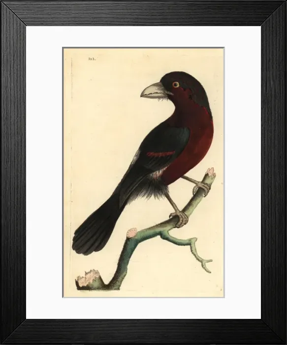 Framed Print : Double-toothed barbet, Lybius bidentatus Framed Print : Double-toothed barbet, Lybius bidentatus