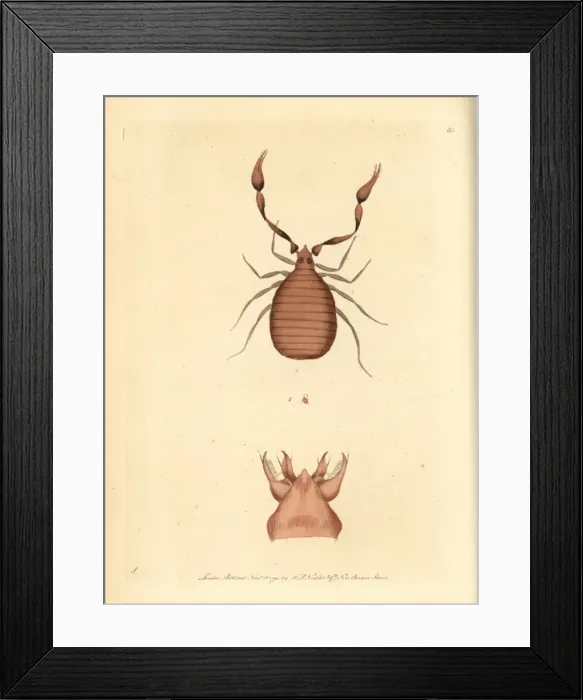Framed Print : Pseudoscorpion, Chelifer cancroides Framed Print : Pseudoscorpion, Chelifer cancroides
