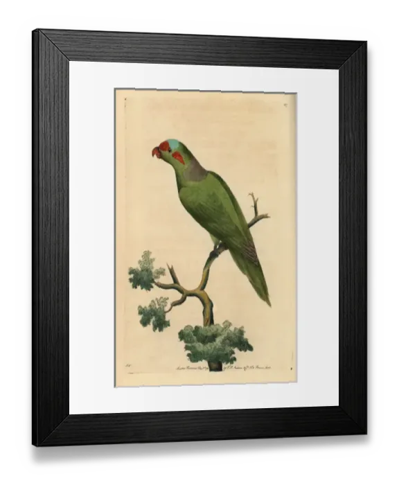Framed Print : Musk lorikeet, Glossopsitta concinna Framed Print : Musk lorikeet, Glossopsitta concinna