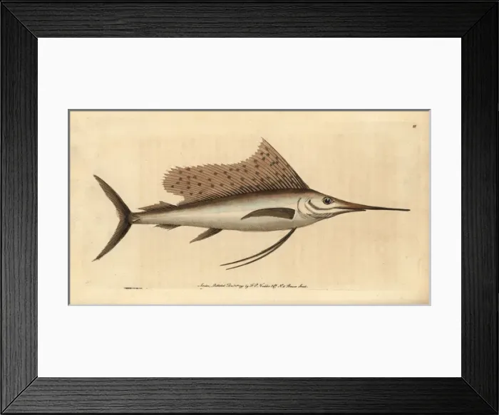 Framed Print : Indo-Pacific sailfish, Istiophorus platypterus Framed Print : Indo-Pacific sailfish, Istiophorus platypterus