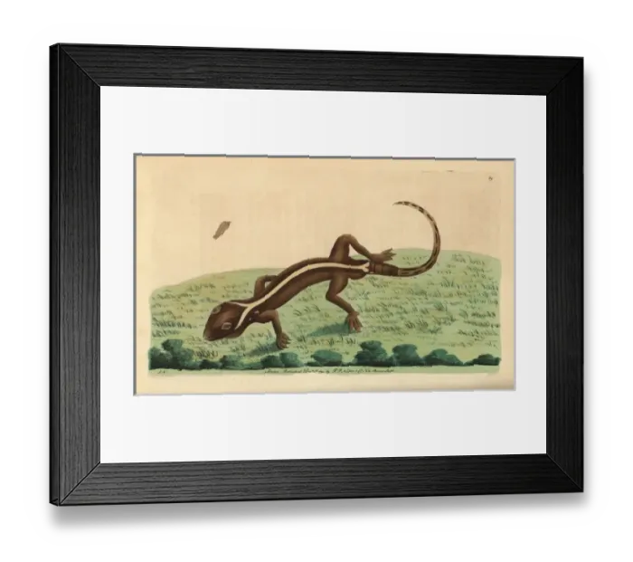 Framed Print : Lined gecko, Gekko vittatus Framed Print : Lined gecko, Gekko vittatus