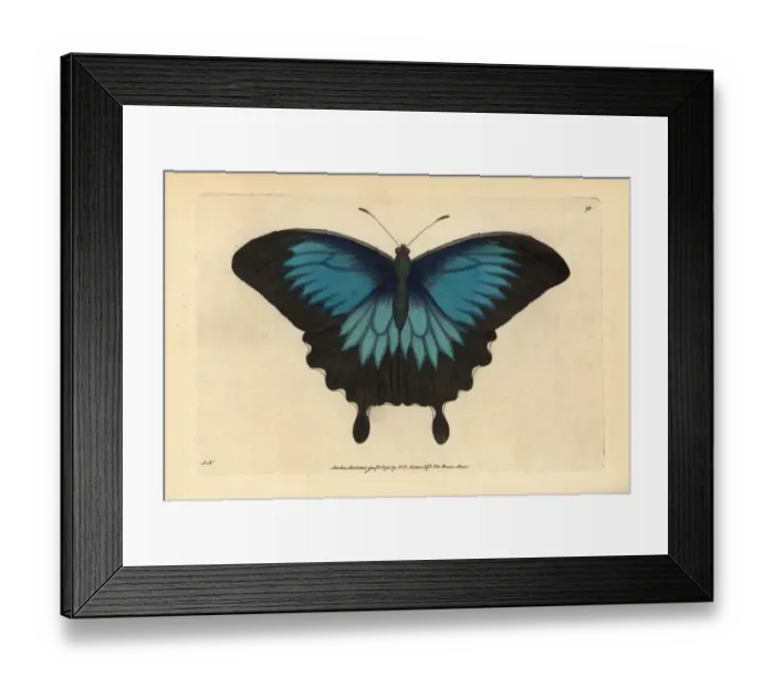 Framed Print : Ulysses butterfly, Papilio ulysses Framed Print : Ulysses butterfly, Papilio ulysses