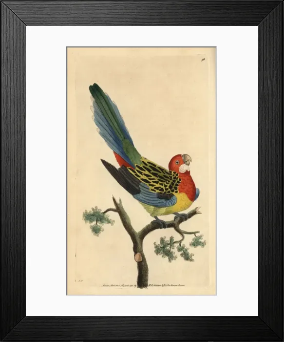 Framed Print : Eastern rosella, Platycercus eximius Framed Print : Eastern rosella, Platycercus eximius