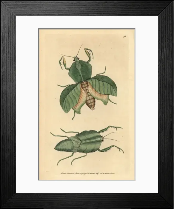 Framed Print : Leaf mantis, Choeradodis strumaria Framed Print : Leaf mantis, Choeradodis strumaria