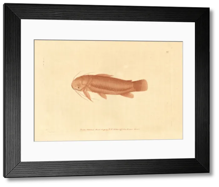 Framed Print : Cascarudo fish, Callichthys callichthys Framed Print : Cascarudo fish, Callichthys callichthys